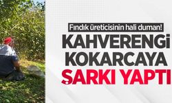 Fındık üreticisinin hali duman! Kahverengi kokarcaya şarkı yaptı