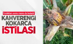 Fındıktan sonra mısırada bulaştı! Kahverengi kokarca istilası