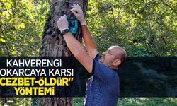 Kahverengi kokarcaya karşı "Cezbet-öldür" yöntemi