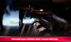 Otomobil koyun sürüsüne daldı: 15 koyun telef oldu