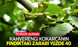 Profesör açıkladı: "Kahverengi kokarcanın fındıktaki zararı yüzde 40”
