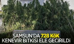 Samsun'da 728 kök kenevir bitkisi ele geçirildi