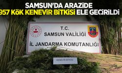 Samsun'da arazide 957 kök kenevir bitkisi ele geçirildi