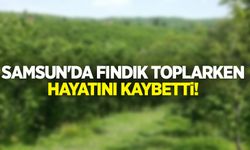 Samsun'da fındık toplarken hayatını kaybetti