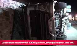 Canlı hayvan aracı devrildi: Sürücü yaralandı, çok sayıda hayvan telef oldu