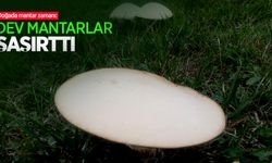 Doğada mantar zamanı: Dev mantarlar şaşırttı