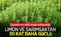 Dünyanın en etkili doğal antibiyotiği: Limon ve sarımsaktan 30 kat daha güçlü