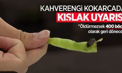 Kahverengi kokarcada kışlak uyarısı: "Öldürmezsek 400 böcek olarak geri dönecek"