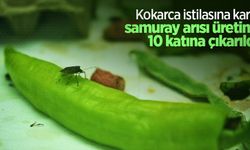 Kokarca istilasına karşı samuray arısı üretimi 10 katına çıkarıldı