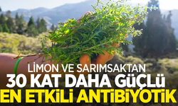 Limon ve Sarımsaktan 30 kat daha güçlü en etkili antibiyotik