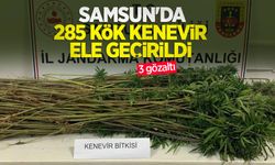 Samsun'da 285 kök kenevir ele geçirildi: 3 gözaltı