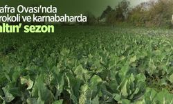 Bafra Ovası'nda brokoli ve karnabaharda 'altın' sezon