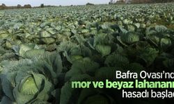 Bafra Ovası’nda mor ve beyaz lahananın hasadı başladı