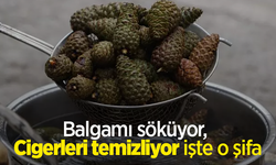 Balgamı söküyor,  Cigerleri temizliyor işte o şifa