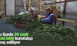 Bu ilçede 20 çeşit tıbbi bitki kurutulup ihraç ediliyor