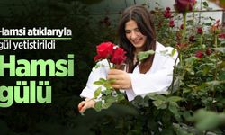 Hamsi atıklarıyla gül yetiştirildi: Hamsi gülü