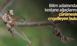 Bilim adamından kestane ağaçlarının çürümesini engelleyen buluş