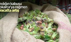 Fındığın kabusu ‘kokarca’ya rağmen ihracatta artış