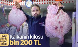 Fiyatı altınla yarışan balık: Kalkanın kilosu bin 200 TL
