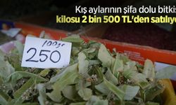 Kış aylarının şifa dolu bitkisi, kilosu 2 bin 500 TL'den satılıyor