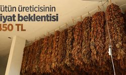 Tütün üreticisinin fiyat beklentisi 450 TL