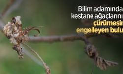 Bilim adamından kestane ağaçlarının çürümesini engelleyen buluş