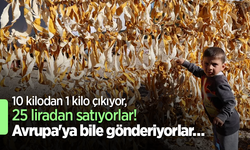 10 kilodan 1 kilo çıkıyor, 25 liradan satıyorlar! Avrupa'ya bile gönderiyorlar