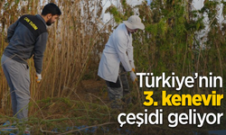 Türkiye’nin 3. kenevir çeşidi geliyor