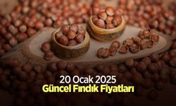 20 Ocak 2025 Güncel Fındık Fiyatları