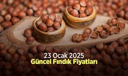 23 Ocak 2025 Güncel Fındık Fiyatları