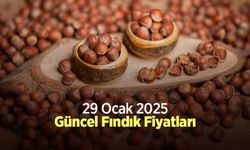 29 Ocak 2025 Güncel Fındık Fiyatları