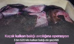 Kaçak kalkan balığı avcılığına operasyon: 3 bin 620 kilo kalkan balığı ele geçirildi