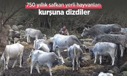 750 yıllık safkan yerli hayvanları kurşuna dizdiler