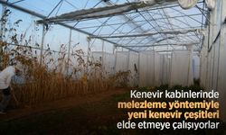 Kenevir kabinlerinde melezleme yöntemiyle yeni kenevir çeşitleri elde etmeye çalışıyorlar