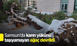 Samsun’da karın yükünü taşıyamayan ağaç devrildi