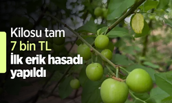 Kilosu tam 7 bin TL İlk erik hasadı yapıldı