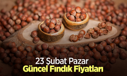 23 Şubat 2025 Güncel Fındık Fiyatları