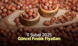 11 Şubat 2025 Güncel Fındık Fiyatları