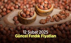 12 Şubat 2025 Güncel Fındık Fiyatları