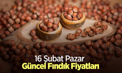 16 Şubat 2025 Güncel Fındık Fiyatları