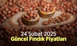 24 Şubat 2025 Güncel Fındık Fiyatları