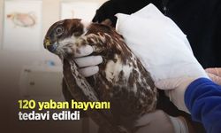 120 yaban hayvanı tedavi edildi