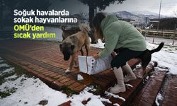 Soğuk havalarda sokak hayvanlarına OMÜ’den sıcak yardım