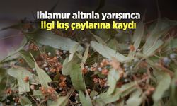 Ihlamur altınla yarışınca ilgi kış çaylarına kaydı