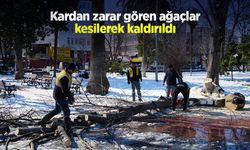 Kardan zarar gören ağaçlar kesilerek kaldırıldı