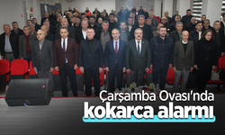 Çarşamba Ovası'nda kokarca alarmı