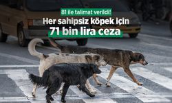 81 ile talimat verildi! Her sahipsiz köpek için 71 bin lira ceza