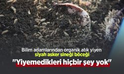 Bilim adamlarından organik atık yiyen siyah asker sineği böceği: "Yiyemedikleri hiçbir şey yok"