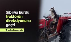 Sibirya kurdu traktörün direksiyonuna geçti: O anlar kamerada