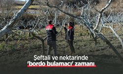 Şeftali ve nektarinde 'bordo bulamacı' zamanı